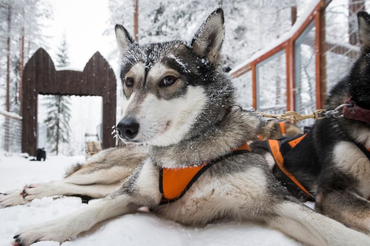 Отель Arctic Fox Igloos Рануа-29